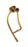 Mycena californiensis image