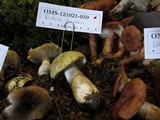 Russula olivacea image