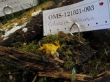 Calocera viscosa image