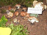 Tricholoma pessundatum image