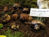 Tricholoma pessundatum image
