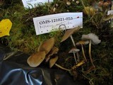 Mycena inclinata image