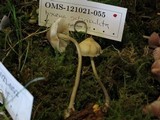 Mycena galericulata image