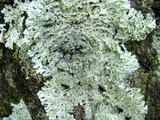 Heterodermia speciosa image