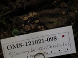 Simocybe centunculus var. centunculus image