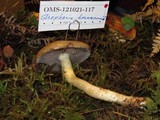 Stropharia hornemannii image