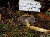 Stropharia hornemannii image