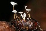 Strobilurus trullisatus image