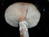 Armillaria sinapina image