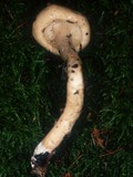 Limacella illinita image