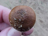 Inocybe cinnamomea image