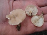 Clitocybe compressipes image