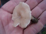 Clitocybe compressipes image