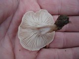 Clitocybe compressipes image