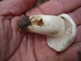 Hygrophorus sordidus image
