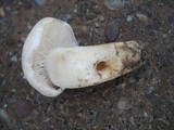Hygrophorus sordidus image