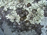 Lasallia papulosa image