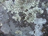Lasallia papulosa image