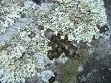 Lasallia papulosa image