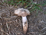 Leucoagaricus barssii image