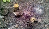 Scleroderma polyrhizum image