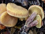 Gymnopilus luteofolius image