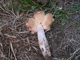 Leucoagaricus barssii image