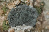 Coccocarpia pellita image