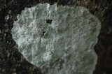 Cryptothecia striata image
