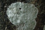 Cryptothecia striata image