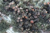 Leptogium phyllocarpum var. phyllocarpum image