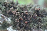 Leptogium phyllocarpum var. phyllocarpum image