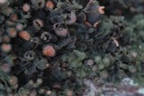 Leptogium phyllocarpum var. phyllocarpum image
