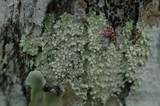 Dirinaria applanata image