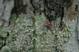 Dirinaria applanata image