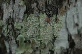Dirinaria applanata image