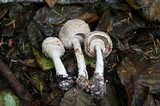 Chlorophyllum olivieri image