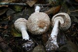 Chlorophyllum olivieri image