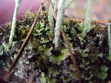 Cladonia chlorophaea image