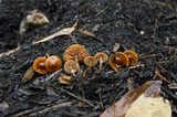Conocybe rugosa image