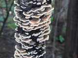 Cerrena unicolor image