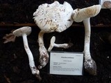 Amanita smithiana image