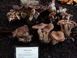 Armillaria ostoyae image