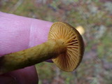 Inocybe cinnamomea image