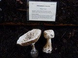 Chlorophyllum rachodes image