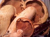 Gymnopilus ventricosus image