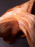 Gymnopilus ventricosus image