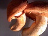 Gymnopilus ventricosus image
