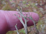 Cladonia furcata image