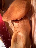 Gymnopilus ventricosus image